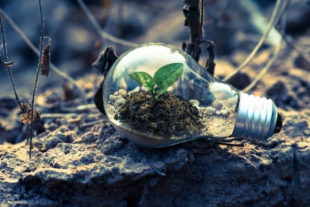 plant growing inside a lightbulb